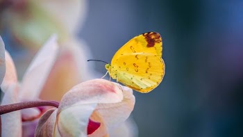 selective-focus photography of yellow butterfly