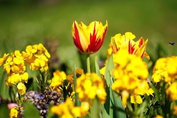Selective Focus Photography of Yellow Clustered Flowers
