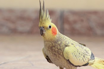 Selective Focus Photography of Yellow Cockateil