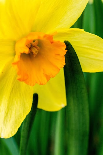 Selective Focus Photography of Yellow Daffodil Flower
