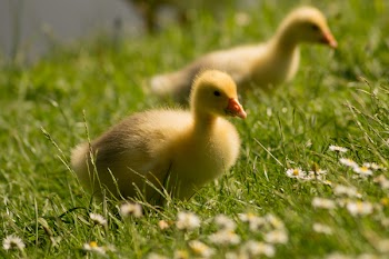 Selective Focus Photography of Yellow Ducklings Standing on Green Grass Field