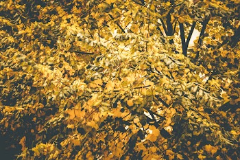 Selective Focus Photography of Yellow Flowering Tree