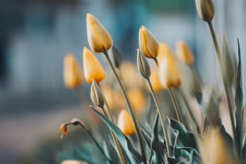 Selective Focus Photography Of Yellow Flowers