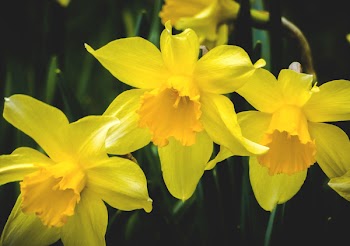 Selective Focus Photography of Yellow Flowers