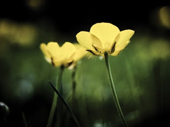 Selective Focus Photography of Yellow Flowers