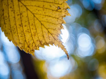 Selective Focus Photography of Yellow Leaf
