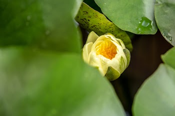 Selective Focus Photography of Yellow Lily Buds Surrounded by Leaves