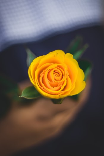 Selective Focus Photography of Yellow-petaled Flower