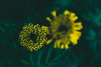 Selective Focus Photography of Yellow Petaled Flower