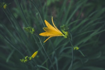 Selective Focus Photography of Yellow Petaled Flower