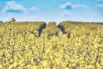 Selective Focus Photography of Yellow Petaled Flower Field