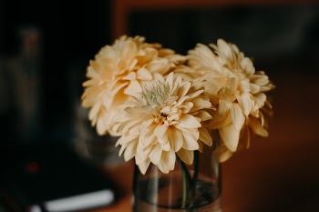 Selective Focus Photography of Yellow Petaled Flowers