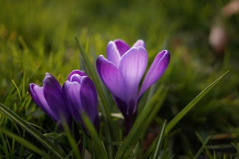Selective Focus Photography of Yellow Petaled Flowers in Bloom