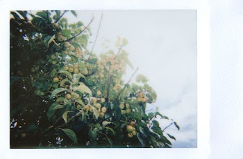 Selective Focus Photography of Yellow Plant Berries