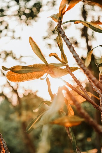 Selective Focus Photography of Yellow Plants