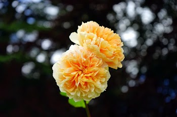 Selective Focus Photography of Yellow Rose Flowers