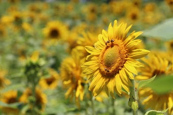 Selective Focus Photography of Yellow Sunflower
