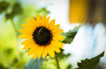Selective Focus Photography of Yellow Sunflower