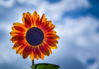 Selective Focus Photography of Yellow Sunflower in Bloom