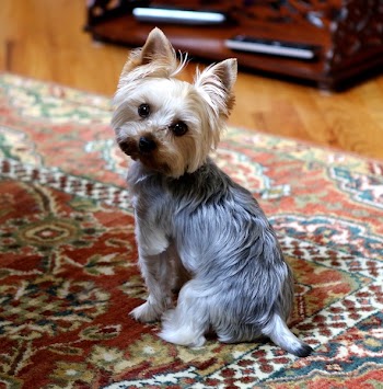 Selective Focus Photography of Yorkshire Terrier