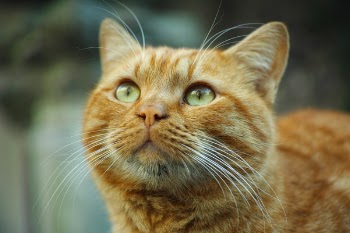 Selective Focus Photography Orange Tabby Cat Looking Up