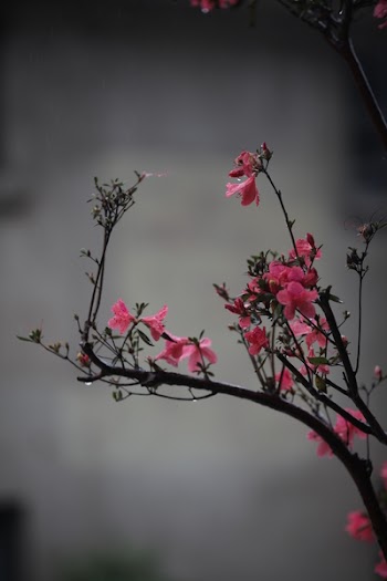 Selective Focus Photography Pf Pink Petaled Flower