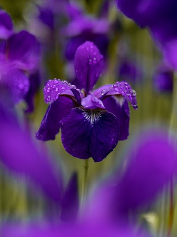 Selective Focus Photography Purple-petaled Flower on Field 