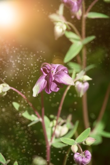Selective Focus Photography Purple Petaled Flower Plant