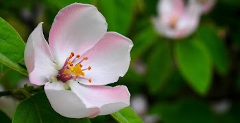 Selective Focus Photography White Cherry Blossom
