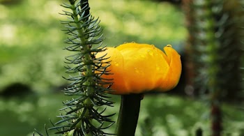 Selective Focus Photography Yellow Petaled Flower