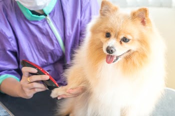 Selective focus point - Dog getting groomed at salon