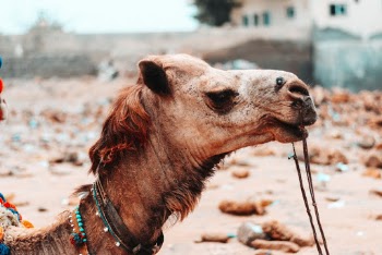 Selective Focus Side View Close-up Photo of Brown Camel