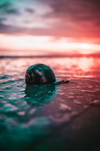selective focus snail on body of water