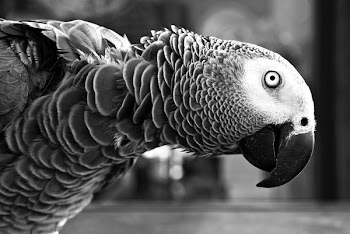selective grayscale photography of parrot