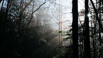 selective photo of black high trees under white sky at daytime