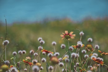 Selective Photo of Flowers