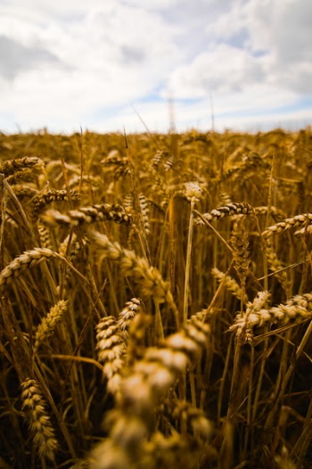 Selective Photo Of Rice Field