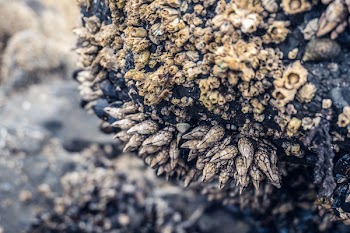 Selective Photo of Seashells