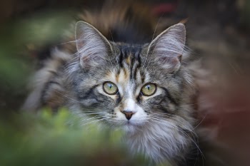 Selective Photo of White and Black Tabby Kitten