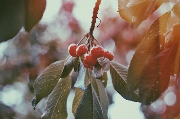 selective photograph of fruits