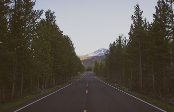 selective photograph of highway beside trees
