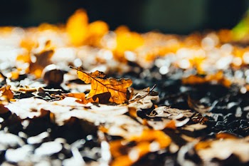 Selective Photography of Brown Dry Maple Leaf on Ground Close-up Photo