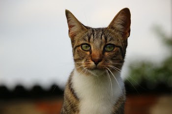 Selective Photography of Brown Kitten
