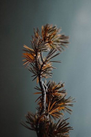 selective photography of brown plant