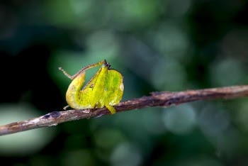 Selective Photography Of Caterpillar Turning Into Butterfly
