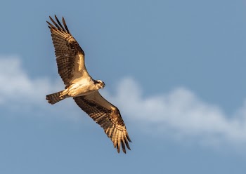 Selective Photography of Flying Black Falcon