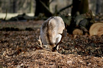 Selective Photography of Gray Moose