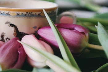 Selective Photography of Pink Tulip Flowers
