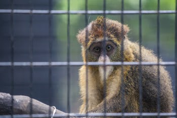 Selective-photography of Primate