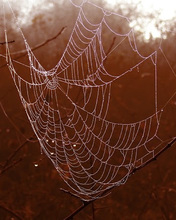 Selective Photography of Spider Web